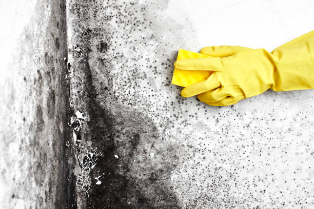 Mold Remediation for Vacation Homes in Smithsburg, MD