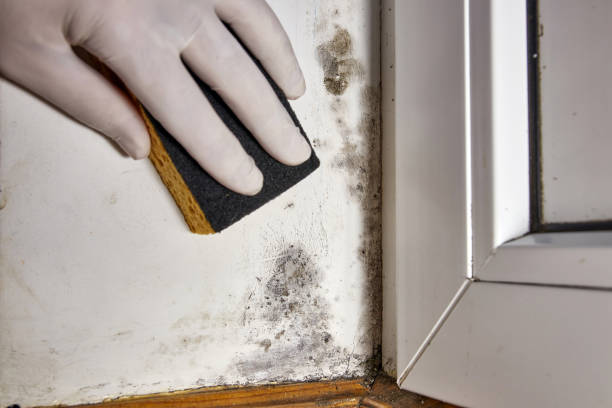 Best Basement Mold Removal  in Smithsburg, MD